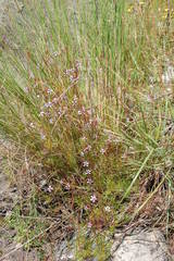 Prismatocarpus diffusus