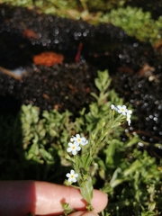 Myosotis welwitschii