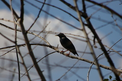 Sturnus unicolor