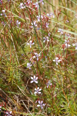 Prismatocarpus diffusus