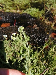 Myosotis welwitschii