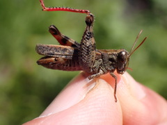 Calliptamus barbarus