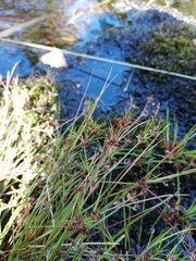 Juncus bulbosus