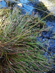 Juncus bulbosus