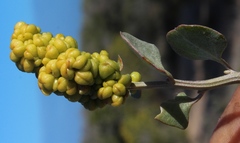 Manochlamys albicans