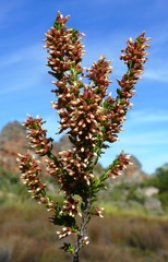 Erica inaequalis