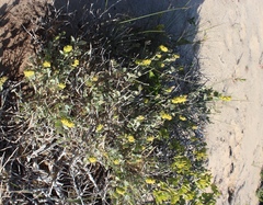 Manochlamys albicans