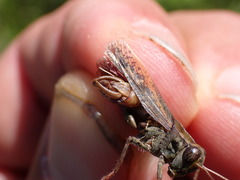 Calliptamus barbarus