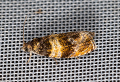 Celypha aurofasciana
