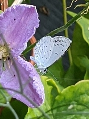 Celastrina argiolus
