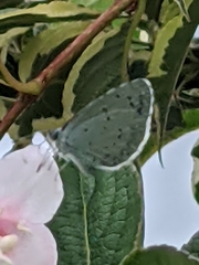 Celastrina argiolus