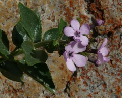 Teedia pubescens