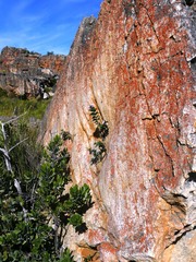 Teedia pubescens