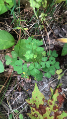 Oxalis stricta