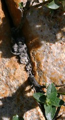 Teedia pubescens