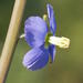 Heliophila - Photo (c) Charles Stirton, algunos derechos reservados (CC BY-SA), uploaded by Charles Stirton