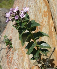 Teedia pubescens