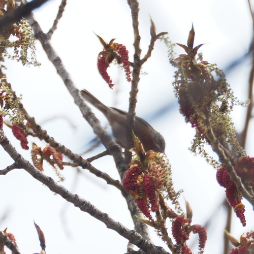 Curruca carrasqueña oriental (Curruca cantillans)