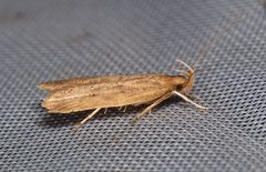 Helcystogramma lutatella