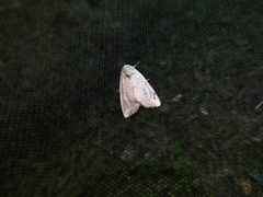 Cosmia trapezina