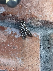 Lophocampa ingens