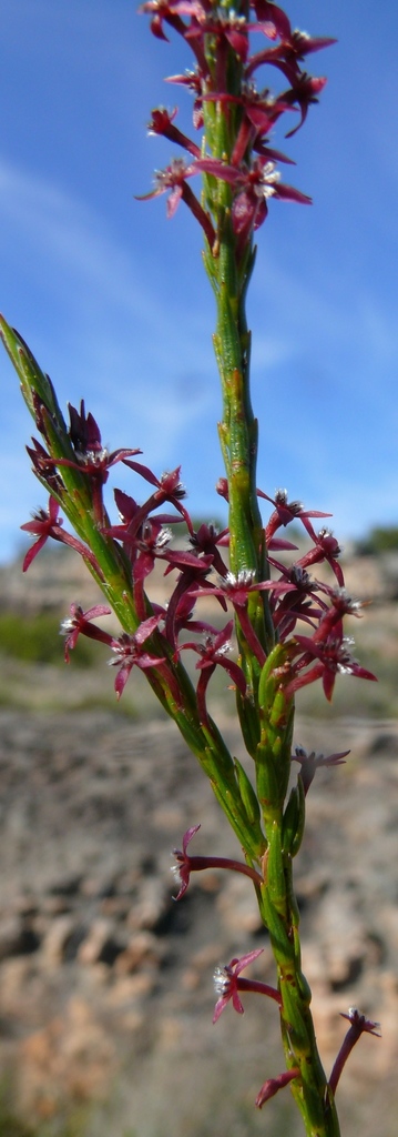 Struthiola lineariloba