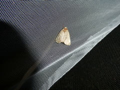 Cosmia trapezina