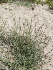 Sporobolus alopecuroides