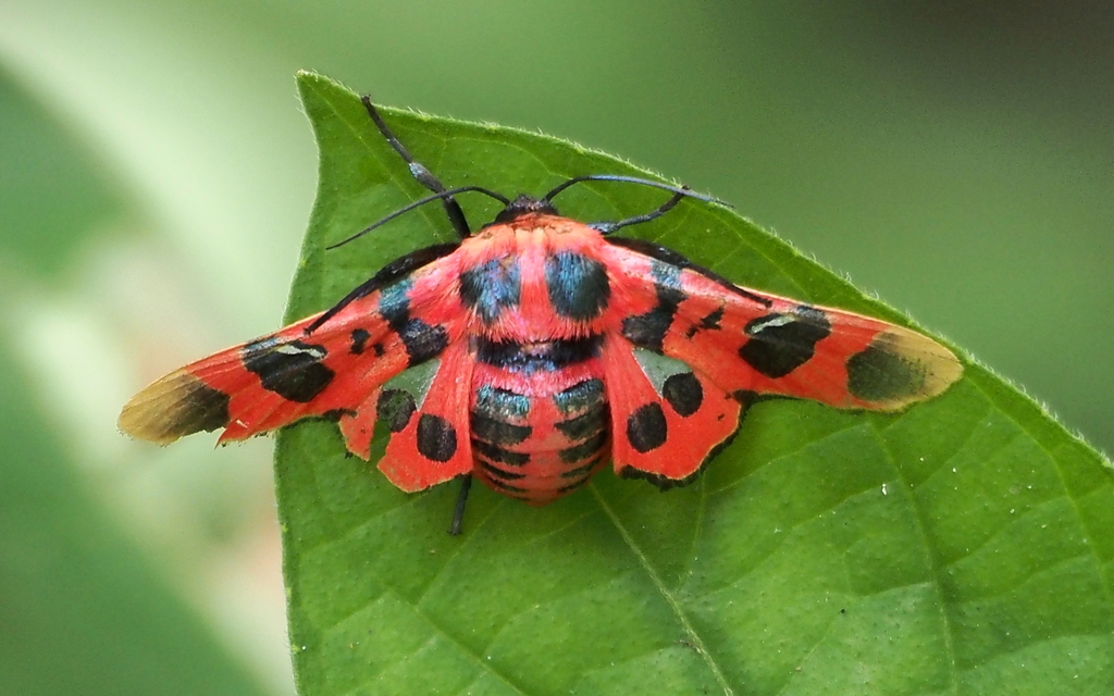 Glanycus coendersi