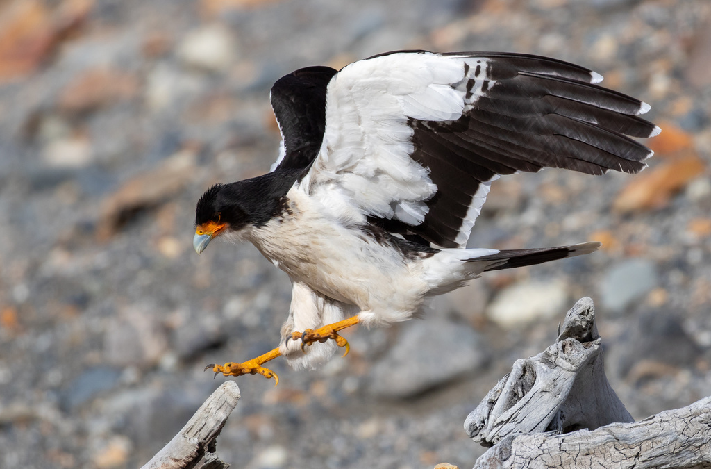 White-throated Caracara (Daptrius albogularis) photo