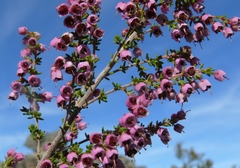 Erica bicolor