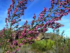 Erica bicolor