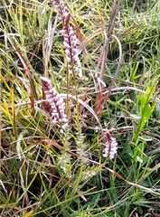 Polygala brasiliensis