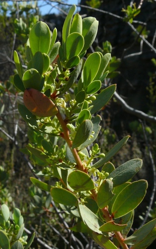 Broaf-leaved clutia (Clutia alaternoides)