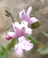 Nemesia rupicola