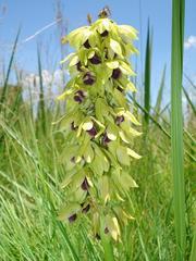 Orthochilus foliosus