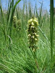 Orthochilus foliosus