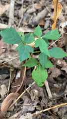 Toxicodendron radicans