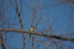 Passer domesticus