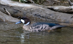 Speculanas specularis