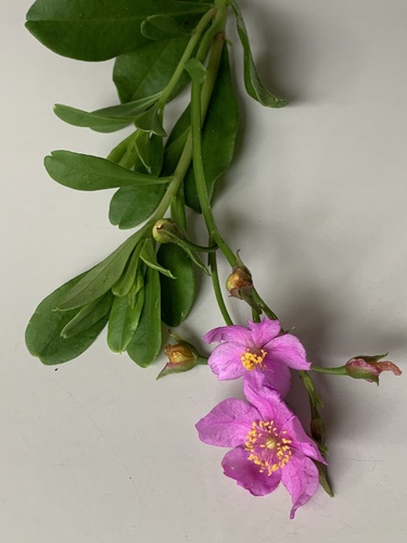 Talinum fruticosum image