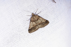 Dichromodes orthotis