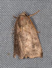 Ipimorpha retusa