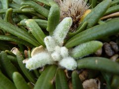 Oldenburgia paradoxa