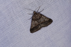 Dichromodes orthotis