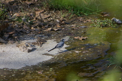 Motacilla alba