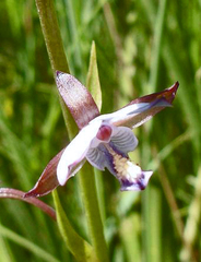 Eulophia zeyheriana