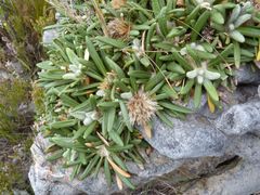 Oldenburgia paradoxa