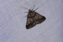 Dichromodes orthotis