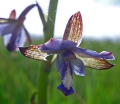 Eulophia zeyheriana